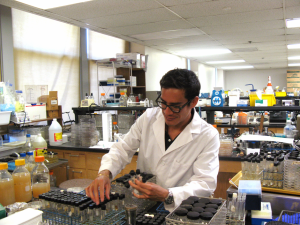 Photograph of Edward Torres Dominguez wearing a white lab coat and working in a lab, sorting through beakers.